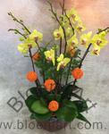 Orchid Phalaenopsis Gift Set - CODE 11976